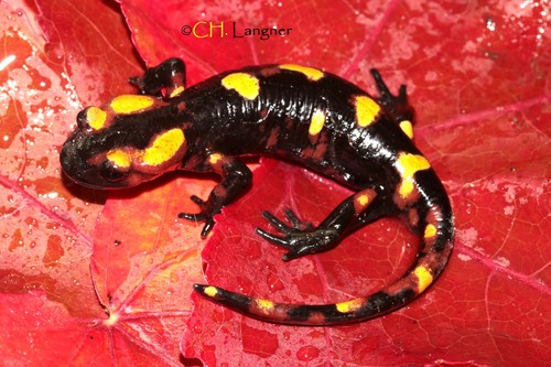 North African Fire Salamander