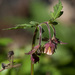 Water Avens - Photo (c) Tig, all rights reserved, uploaded by Tig