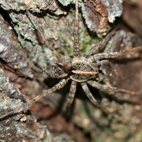 Georgia Wolf Spider