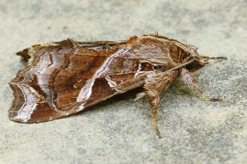 Florida Fern Moth