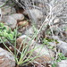 Haworthia blackburniae - Photo (c) Dewald Welman, all rights reserved, uploaded by Dewald Welman