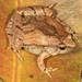 East Asian Ornate Chorus Frog - Photo (c) Paul Freed, all rights reserved, uploaded by Paul Freed