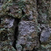 Old-wood Lichen - Photo (c) wouterteunissen, all rights reserved, uploaded by wouterteunissen