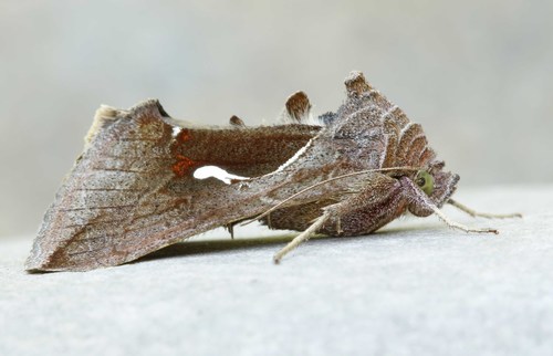 Celery Looper Moth