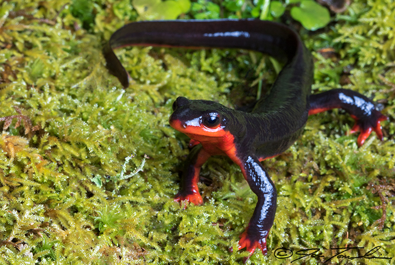 Red-bellied Newt (Taricha rivularis) · iNaturalist