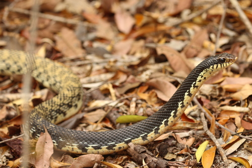Giant Madagascan Hognose Snake
