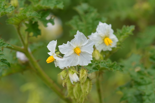 Solanum setosissimum