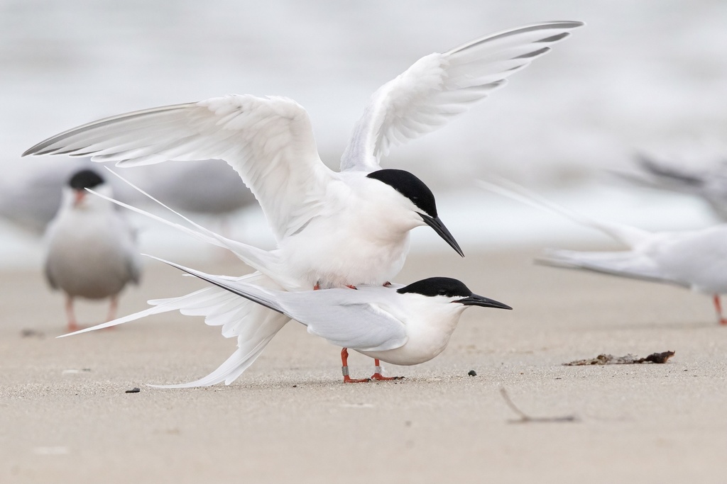 Roseate Tern photo