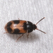 Mycetophagidae - Photo (c) sdrov, todos os direitos reservados, uploaded by sdrov