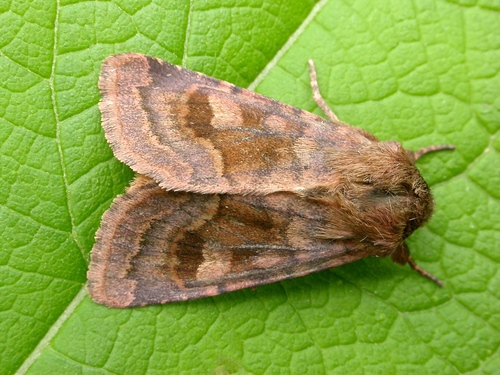 Bronzed Cutworm Moth