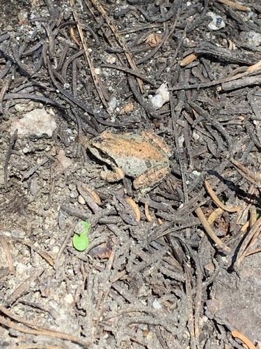 iNaturalist observation photo of Pacific chorus frog