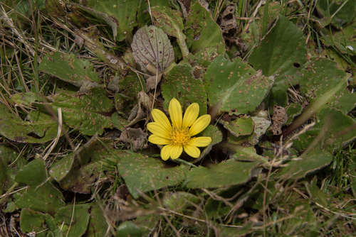 Haplocarpha