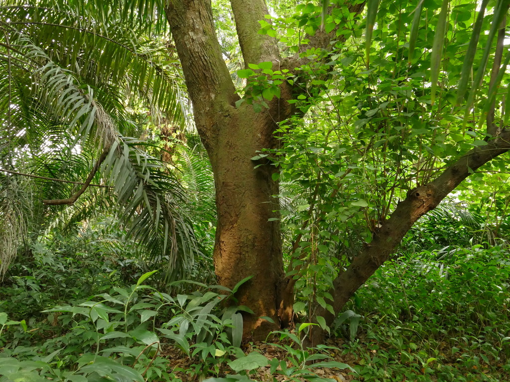 Millettia Laurentii In May 2021 By Michael Mulligan INaturalist   Large 