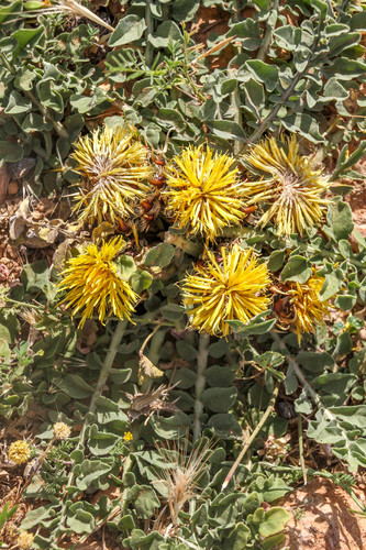 Acaulis Knapweed