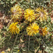 Centaurea oranensis - Photo (c) djilali_tahri, todos los derechos reservados, subido por djilali_tahri