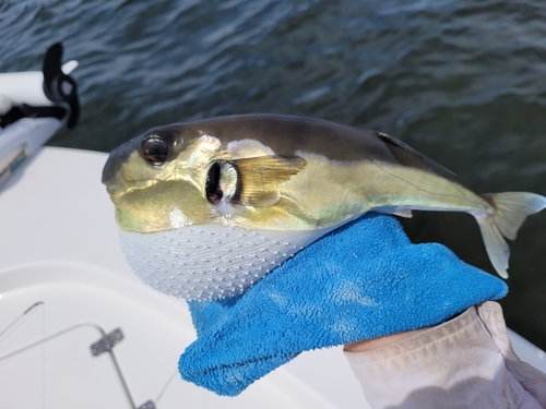 Smooth Puffer