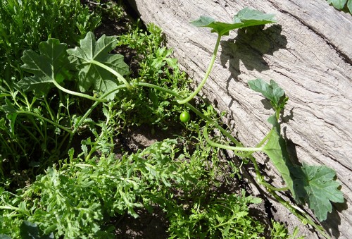 mallee cucumber (Austrobryonia micrantha)