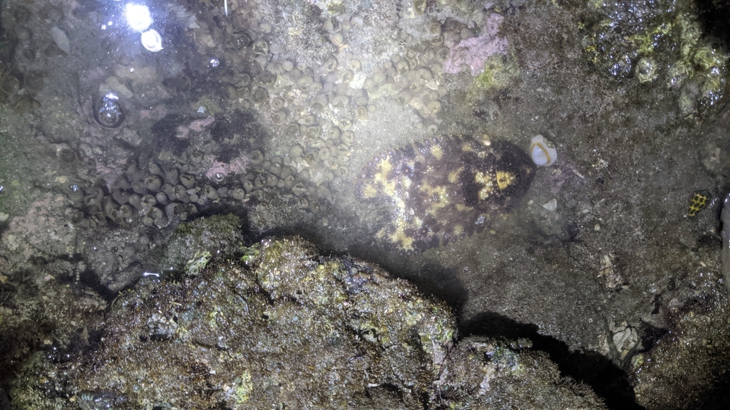 Slipper Lobster