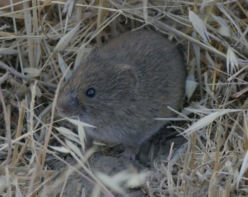 California Vole