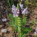 Enquist's Sandmint - Photo (c) Eric Knight, all rights reserved, uploaded by Eric Knight