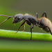 Camponotus mus - Photo (c) Javier Chiavone, kaikki oikeudet pidätetään, lähettänyt Javier Chiavone