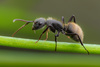 Camponotus mus - Photo (c) Javier Chiavone, all rights reserved, uploaded by Javier Chiavone