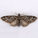 Eupithecia rotundopuncta - Photo (c) Gary McDonald, todos os direitos reservados, uploaded by Gary McDonald