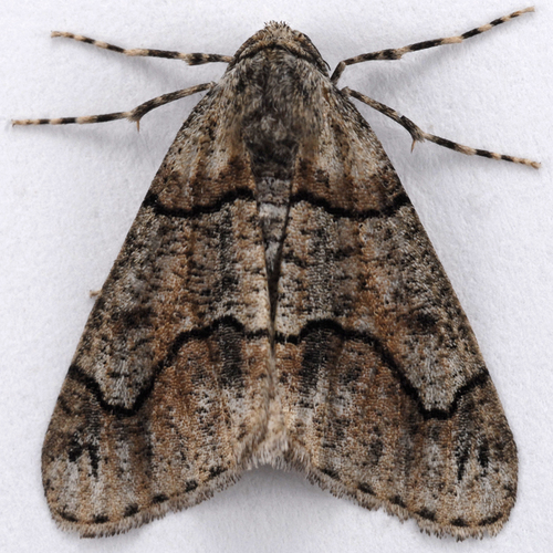 Gabriola dyari Taylor, 1904