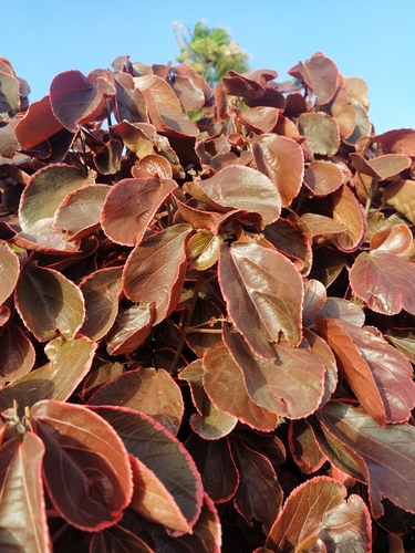 Copperleaf