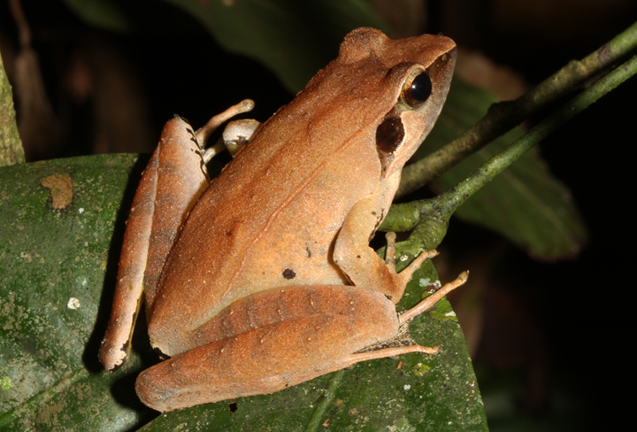 John's Frog (Rana johnsi)