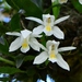 Coelogyne odoratissima - Photo (c) Nuwan Chathuranga, όλα τα δικαιώματα διατηρούνται, uploaded by Nuwan Chathuranga