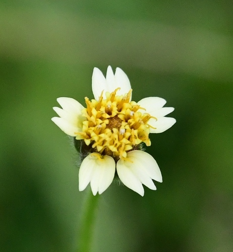 Tridax Daisy (Tridax procumbens) · iNaturalist