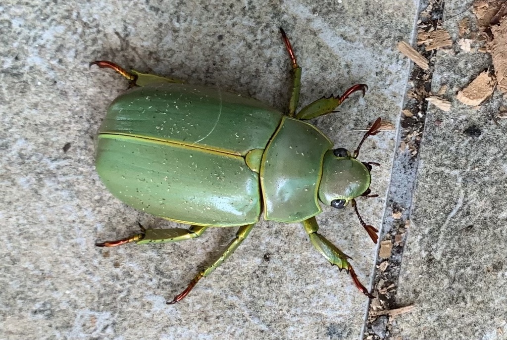 Shining Leaf Chafers from Volcano Baru National Park, Chiriqui, PA on ...