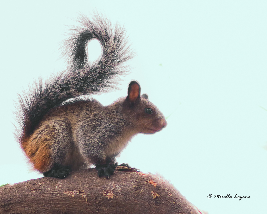 Guayaquil Squirrel (Sciurus stramineus)