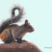 Guayaquil Squirrel - Photo (c) Mirella Lozano Salazar, all rights reserved, uploaded by Mirella Lozano Salazar