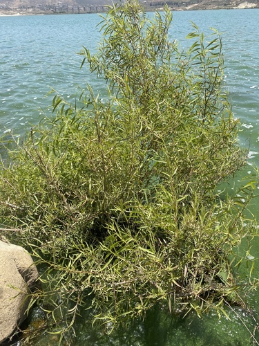 Goodding's Willow foliage
