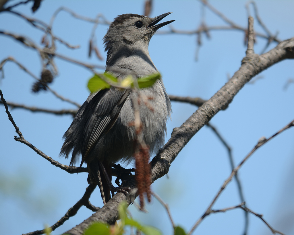 Gray Catbird From Timmins ON Canada On May 22 2021 At 01 22 PM By   Large 