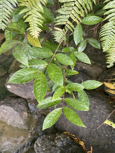 Malpighia fucata
