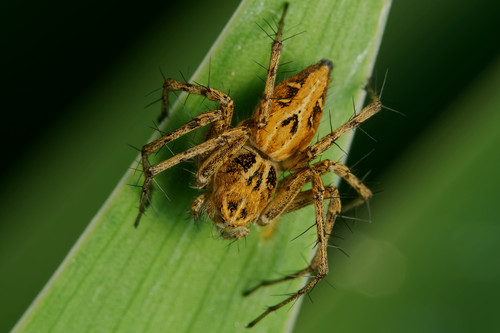 Variegated Lynx Spider