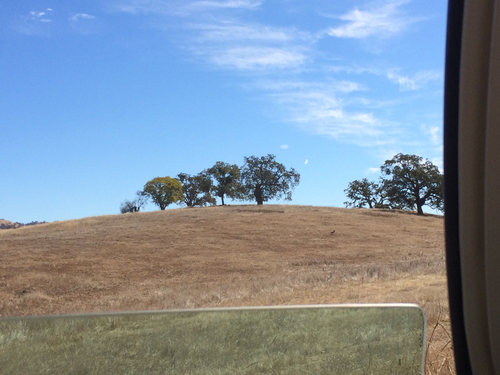 iNaturalist observation photo of Coyote