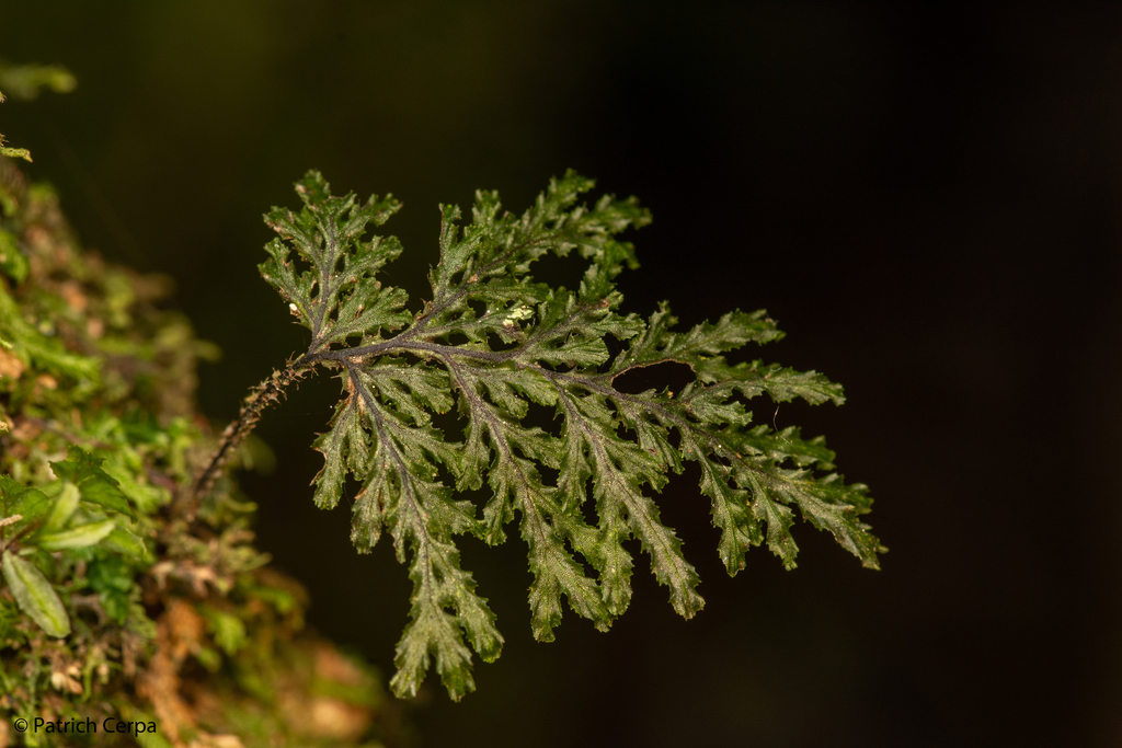 Hymenophyllum