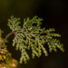 Hymenophyllum plicatum - Photo (c) Patrich Cerpa, כל הזכויות שמורות, הועלה על ידי Patrich Cerpa