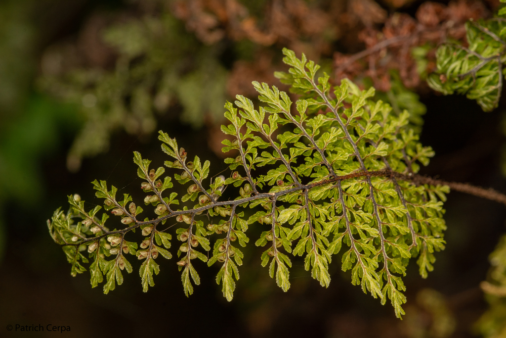 Hymenophyllum