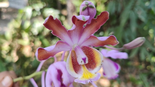 Myrmecophila grandiflora