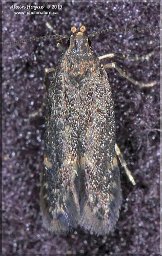 Monochroa pullusella