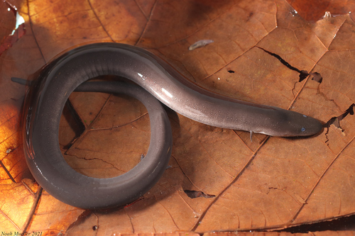 Two-toed Amphiuma