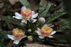 Gustavia angustifolia - Photo (c) Kayla Ellis, all rights reserved, uploaded by Kayla Ellis