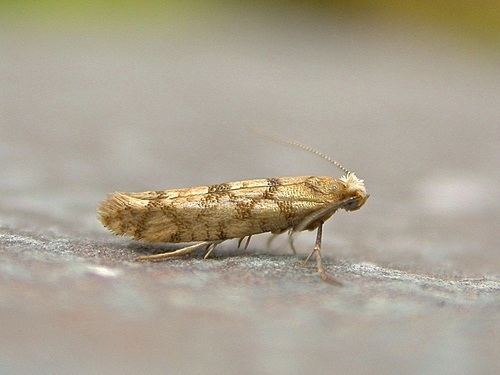 Argyresthia alternatella Kearfott, 1908