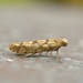 Juniper Seed Moth - Photo (c) Michael King, all rights reserved, uploaded by Michael H. King