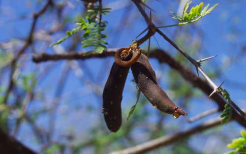 Sweet acacia